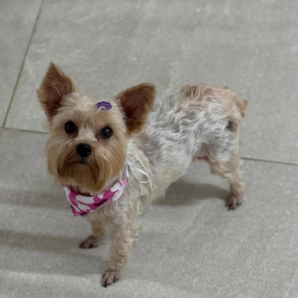 Brenda, cadela de porte pequeno para adoção em São Paulo - SP