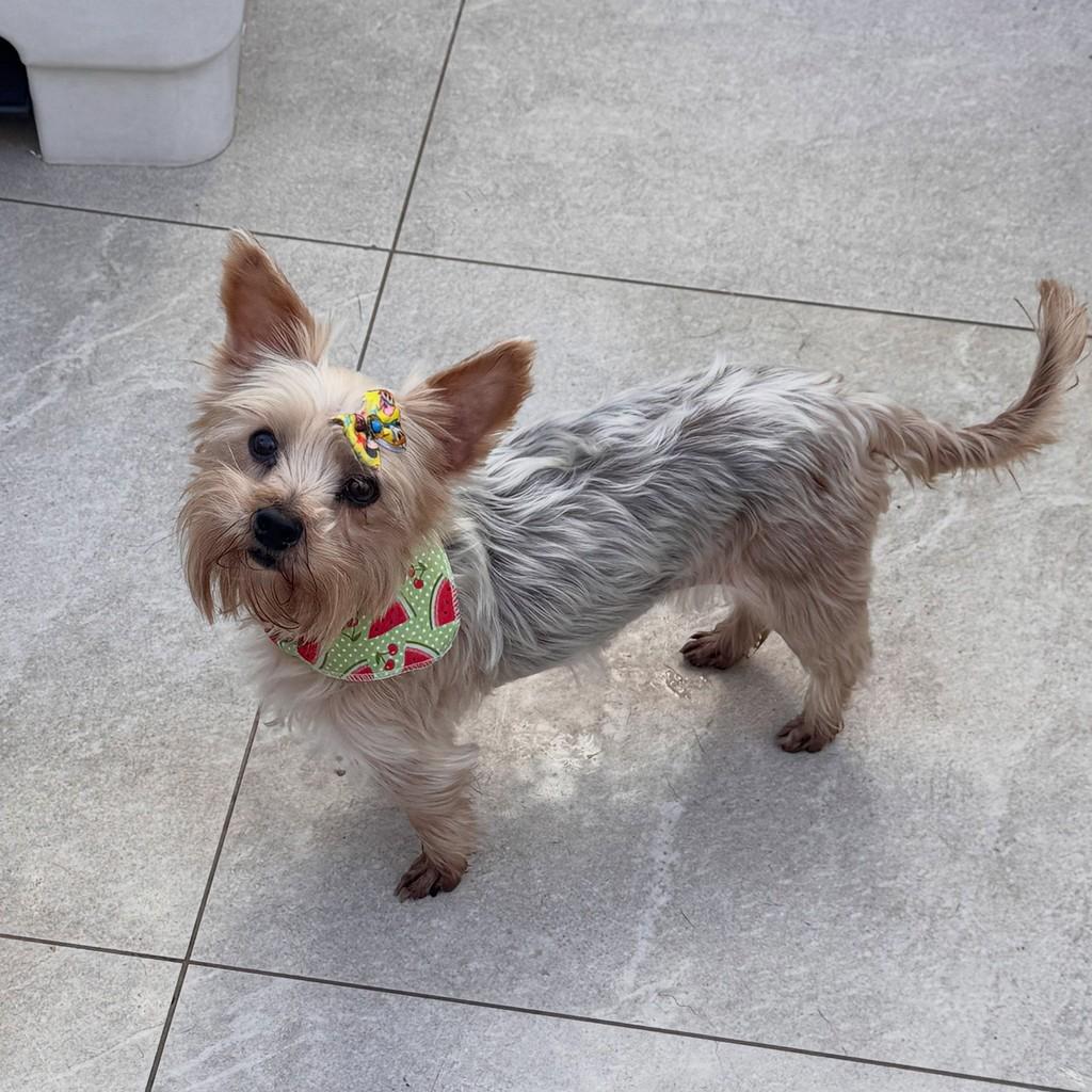 Bianca, cadela de porte pequeno para adoção em São Paulo - SP