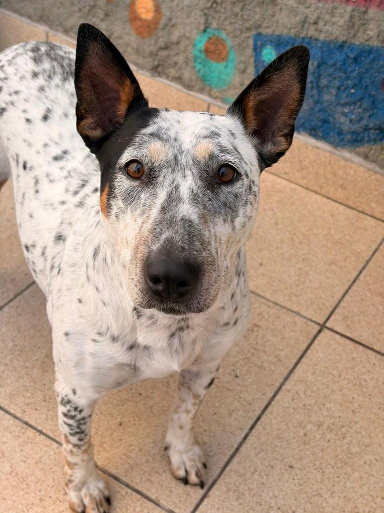 Laika, cadela de porte médio para adoção em São Paulo - SP
