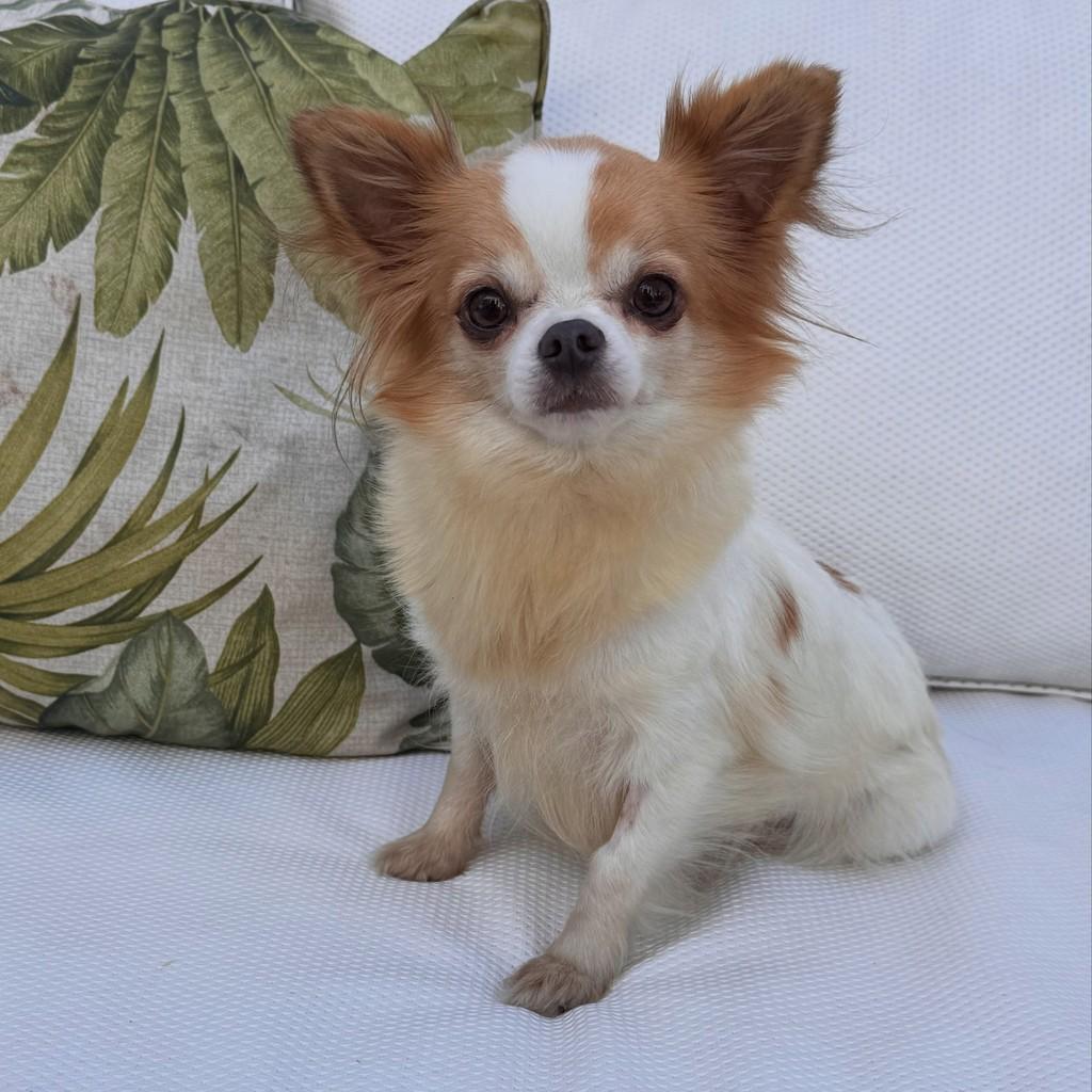 Maya, cadela de porte pequeno para adoção em São Paulo - SP