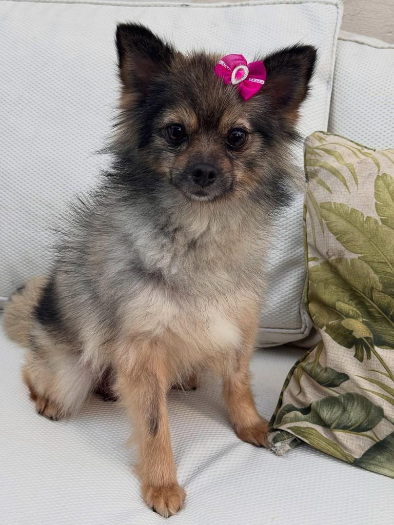 Salsa, cadela de porte pequeno para adoção em São Paulo - SP