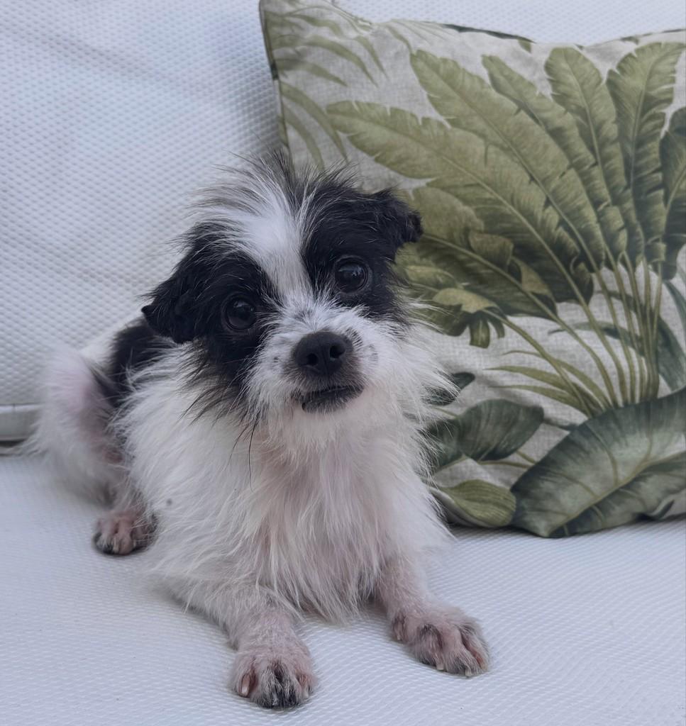 Juninho, cachorro de porte pequeno para adoção em São Paulo - SP