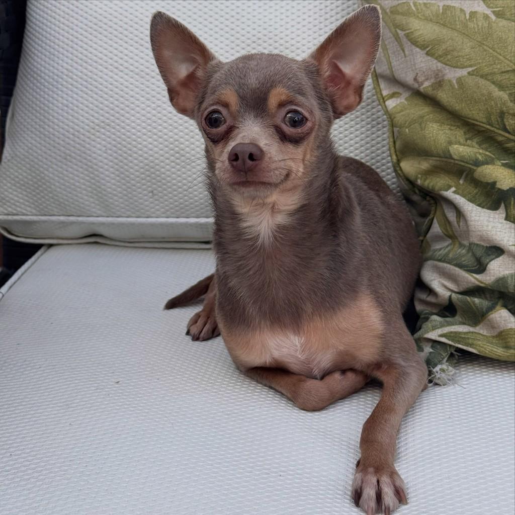 Bowie, cachorro de porte pequeno para adoção em São Paulo - SP