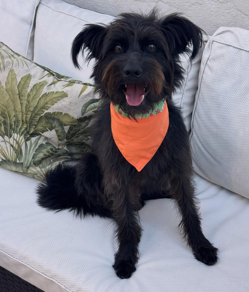 Nelson, cachorro de porte pequeno para adoção em São Paulo - SP
