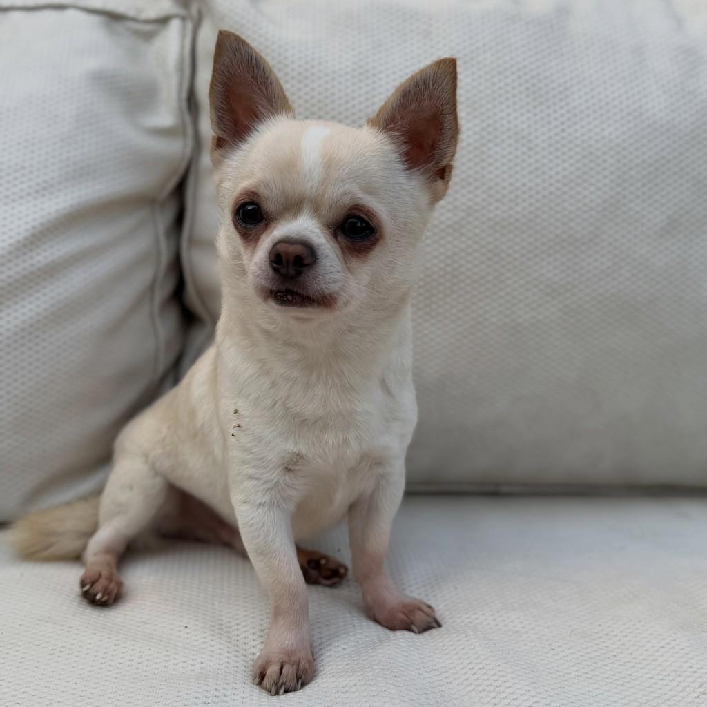 Salomão, cachorro de porte pequeno para adoção em São Paulo - SP