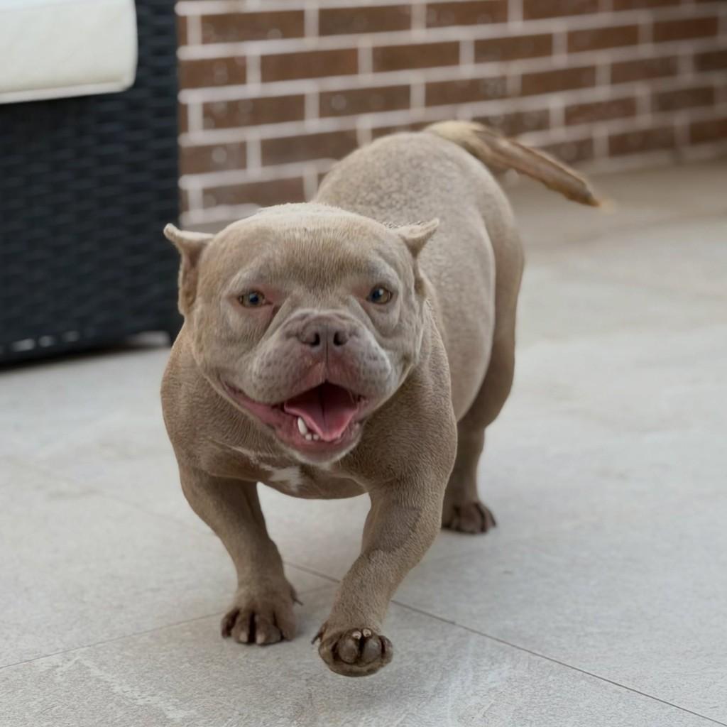 Troya, cadela de porte médio para adoção em São Paulo - SP