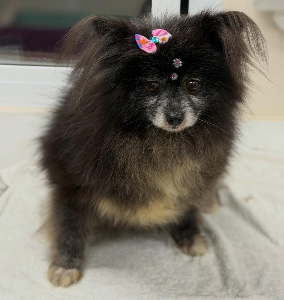 Thamy, cadela de porte pequeno para adoção em São Paulo - SP — foto 3 de 7