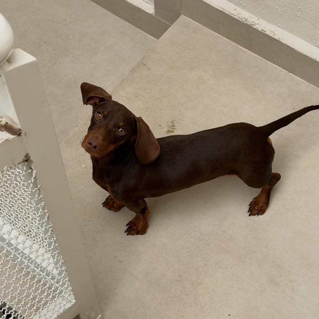 Berlim, cachorro de porte pequeno para adoção em São Paulo - SP — foto 2 de 4