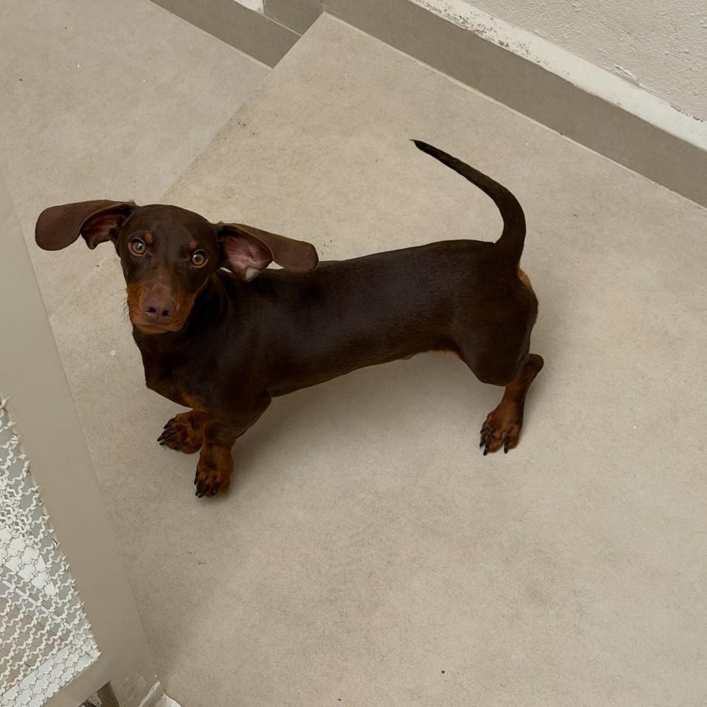 Berlim, cachorro de porte pequeno para adoção em São Paulo - SP — foto 3 de 4