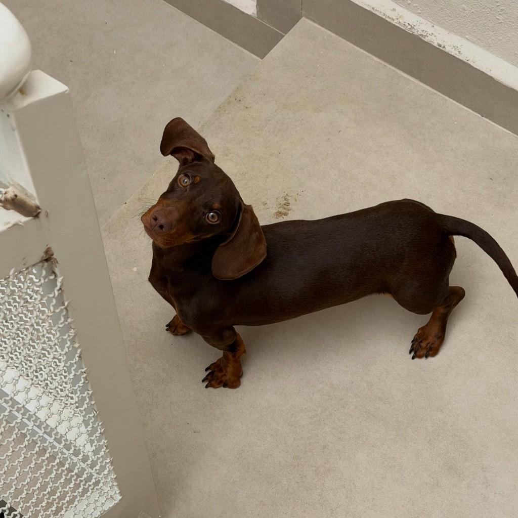 Berlim, cachorro de porte pequeno para adoção em São Paulo - SP — foto 4 de 4