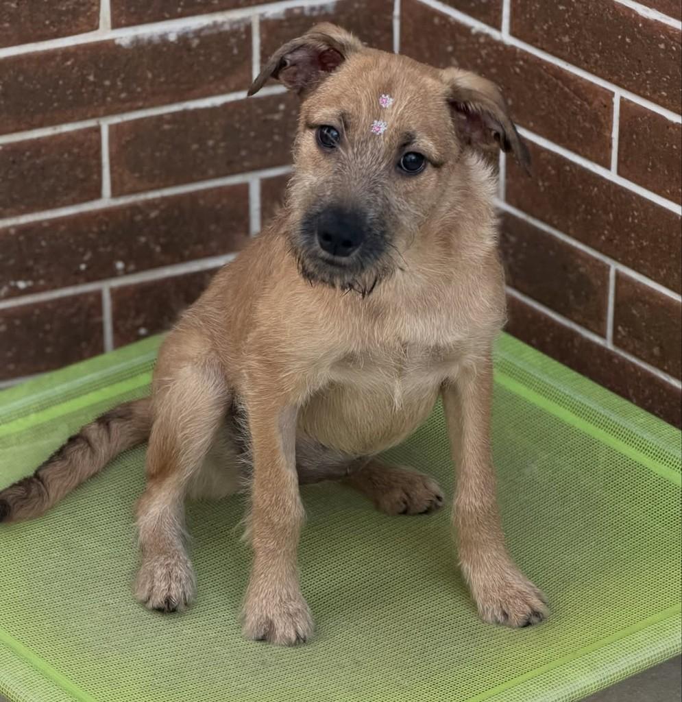 Amstel, cadela de porte pequeno para adoção em São Paulo - SP