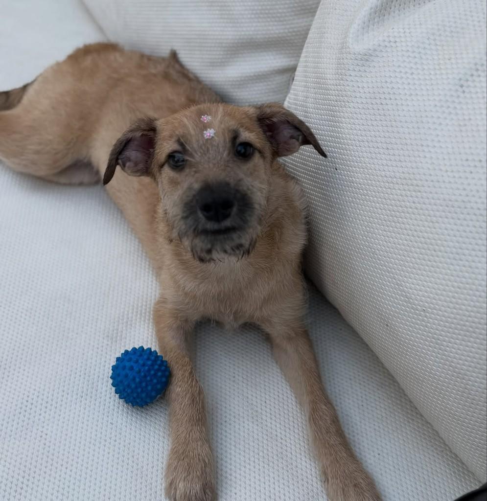 Amstel, cadela de porte pequeno para adoção em São Paulo - SP — foto 4 de 7