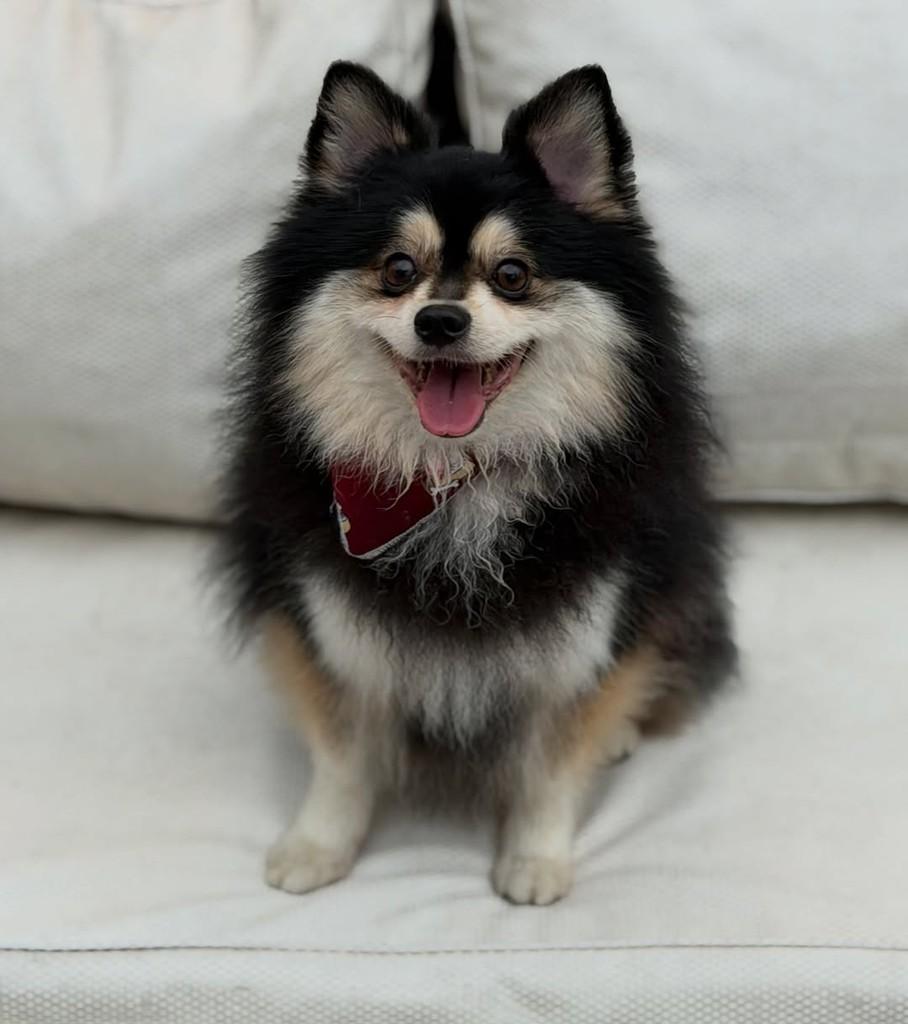 Jack, cachorro de porte médio para adoção em São Paulo - SP