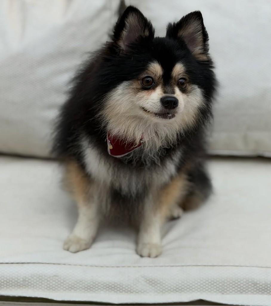Jack, cachorro de porte médio para adoção em São Paulo - SP — foto 2 de 10