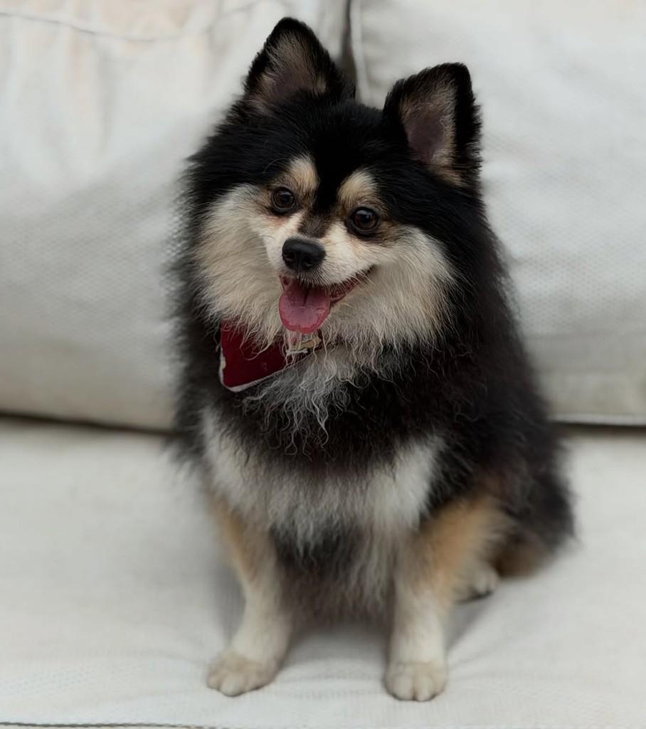 Jack, cachorro de porte médio para adoção em São Paulo - SP — foto 3 de 10