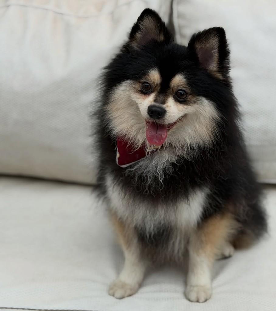 Jack, cachorro de porte médio para adoção em São Paulo - SP — foto 4 de 10