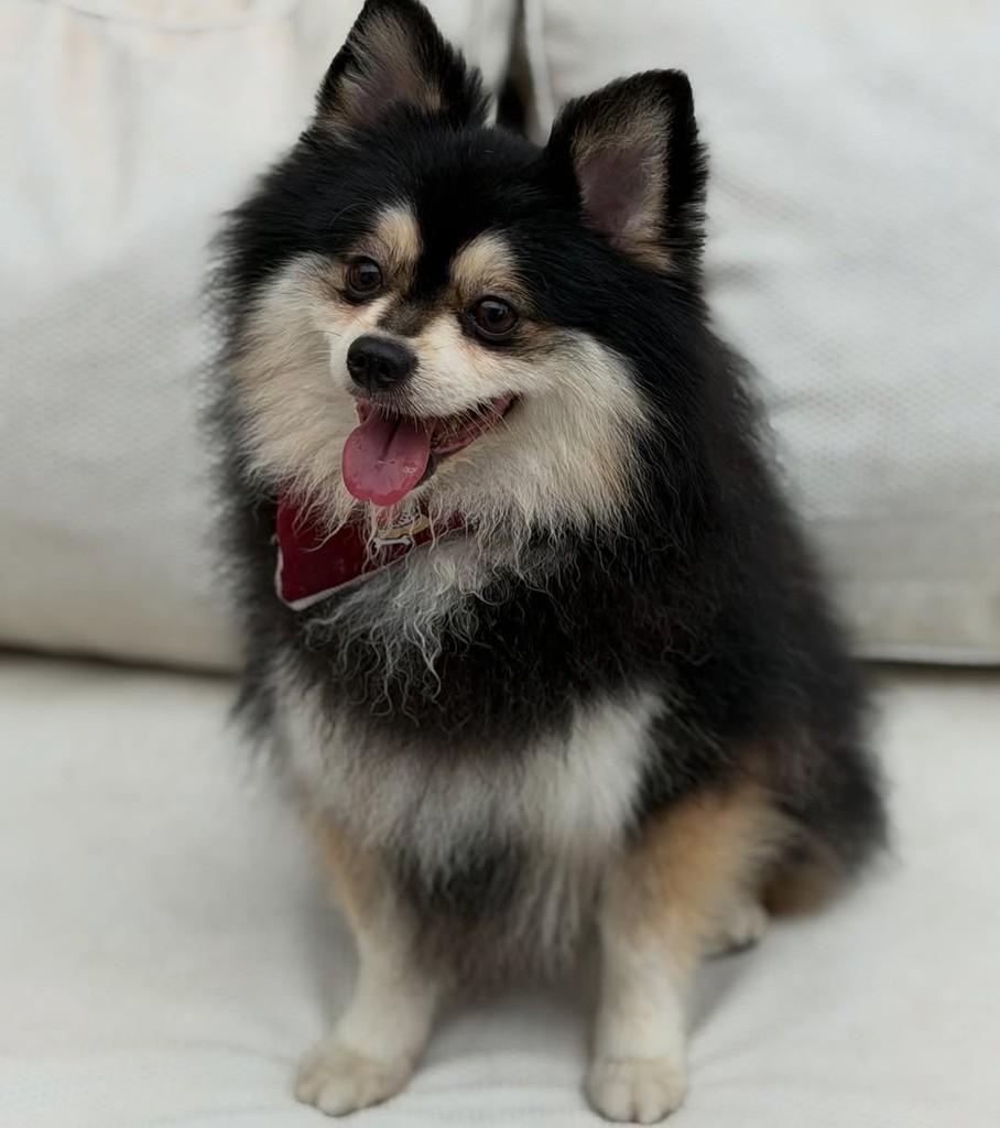 Jack, cachorro de porte médio para adoção em São Paulo - SP — foto 5 de 10