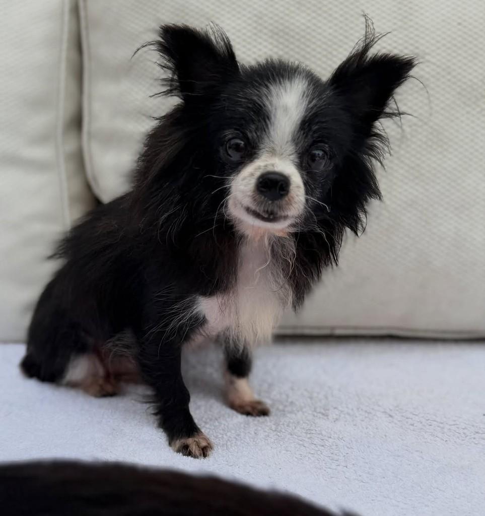 Morgana, cadela de porte pequeno para adoção em São Paulo - SP — foto 2 de 5
