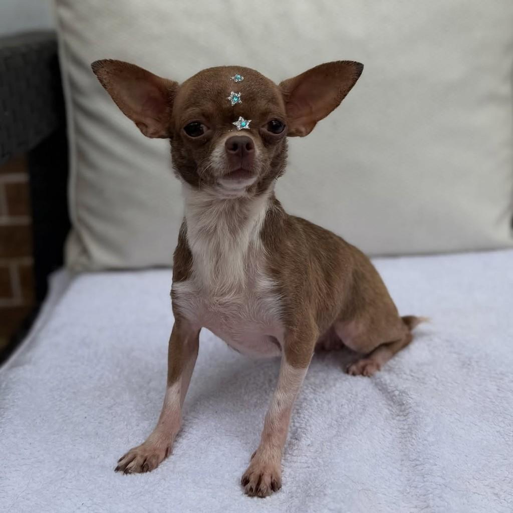 Azeitona, cadela de porte pequeno para adoção em São Paulo - SP