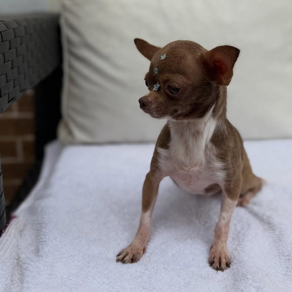 Azeitona, cadela de porte pequeno para adoção em São Paulo - SP — foto 4 de 4