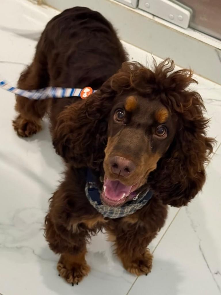 Bento, cachorro de porte médio para adoção em São Paulo - SP
