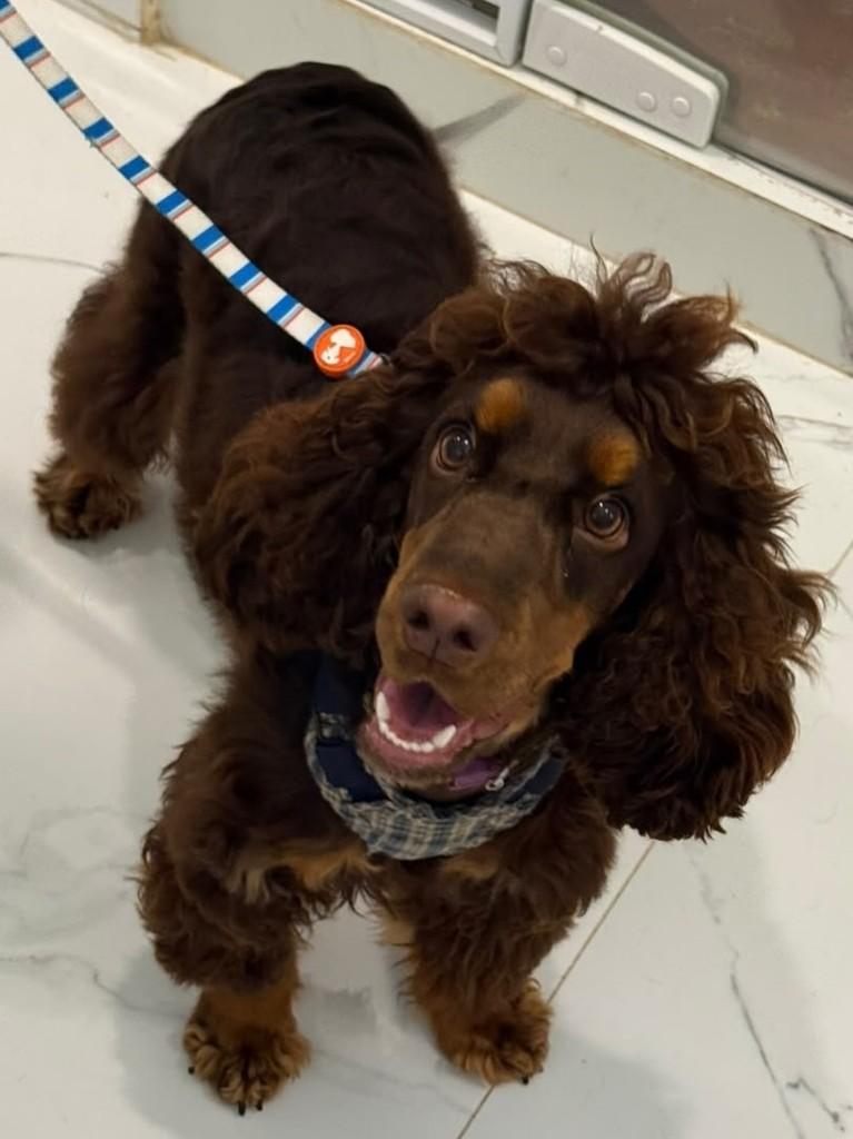 Bento, cachorro de porte médio para adoção em São Paulo - SP — foto 2 de 12