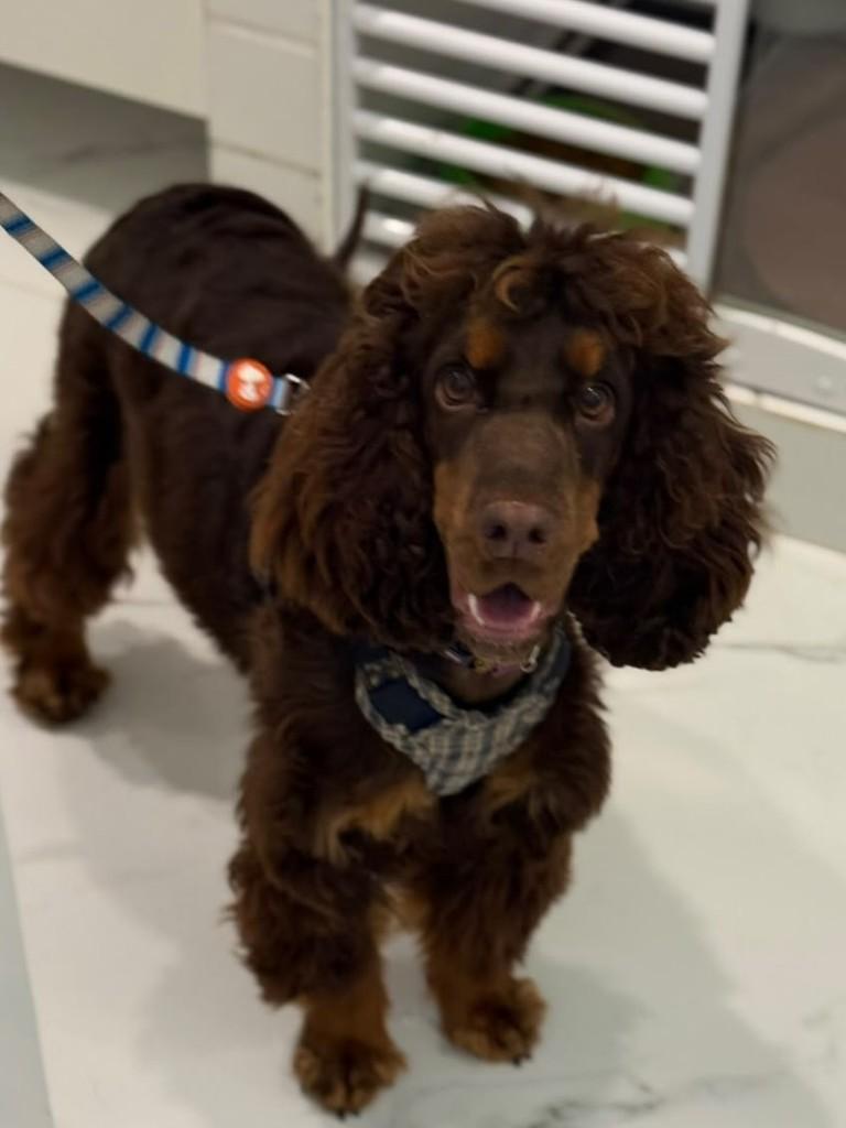 Bento, cachorro de porte médio para adoção em São Paulo - SP — foto 3 de 12