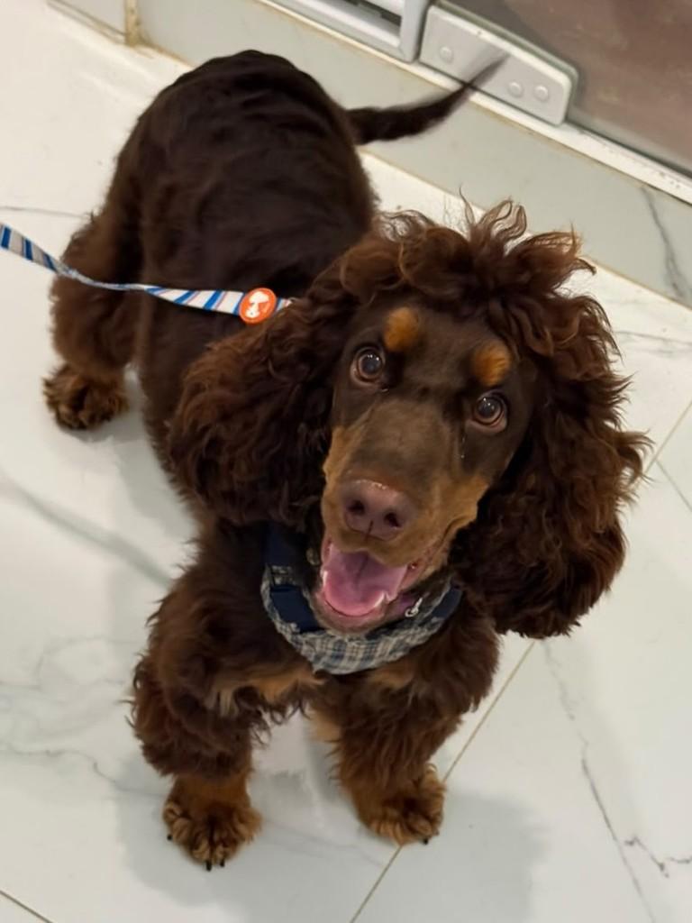 Bento, cachorro de porte médio para adoção em São Paulo - SP — foto 4 de 12