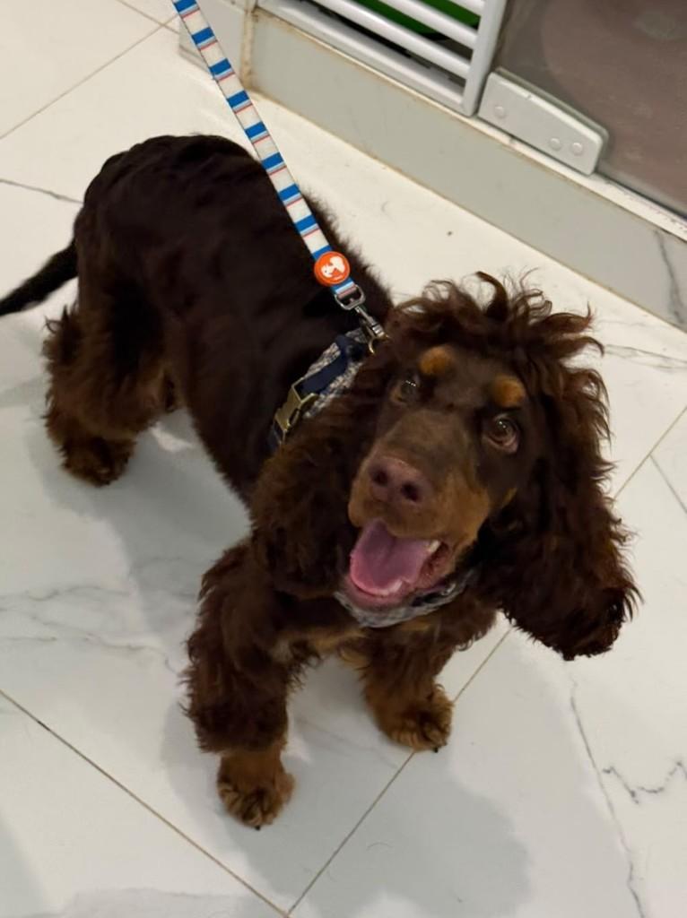 Bento, cachorro de porte médio para adoção em São Paulo - SP — foto 5 de 12
