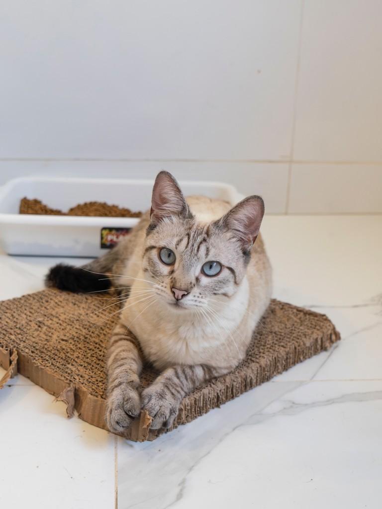 Jorel, gato de porte pequeno para adoção em São Paulo - SP