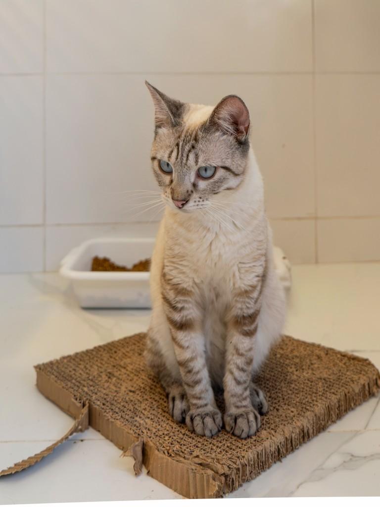 Jorel, gato de porte pequeno para adoção em São Paulo - SP — foto 2 de 2