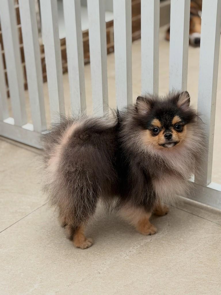 Peterson, cachorro de porte pequeno para adoção em São Paulo - SP — foto 2 de 13