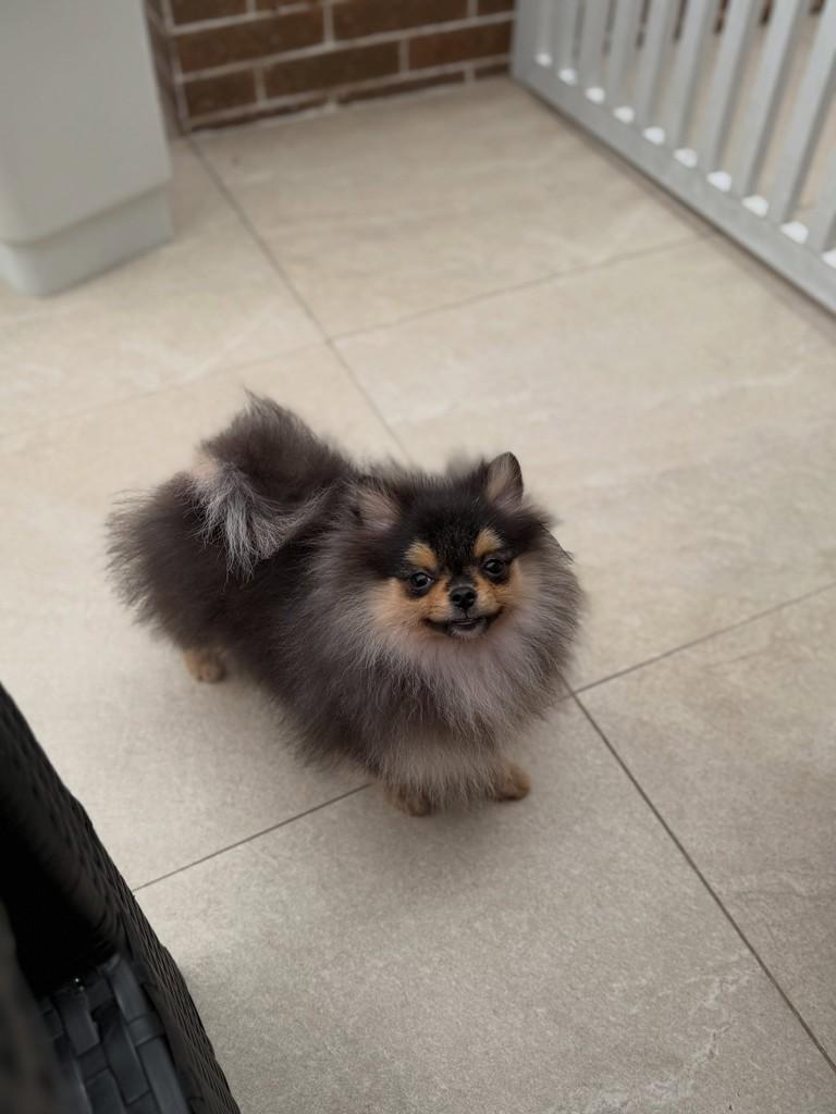 Peterson, cachorro de porte pequeno para adoção em São Paulo - SP — foto 3 de 13
