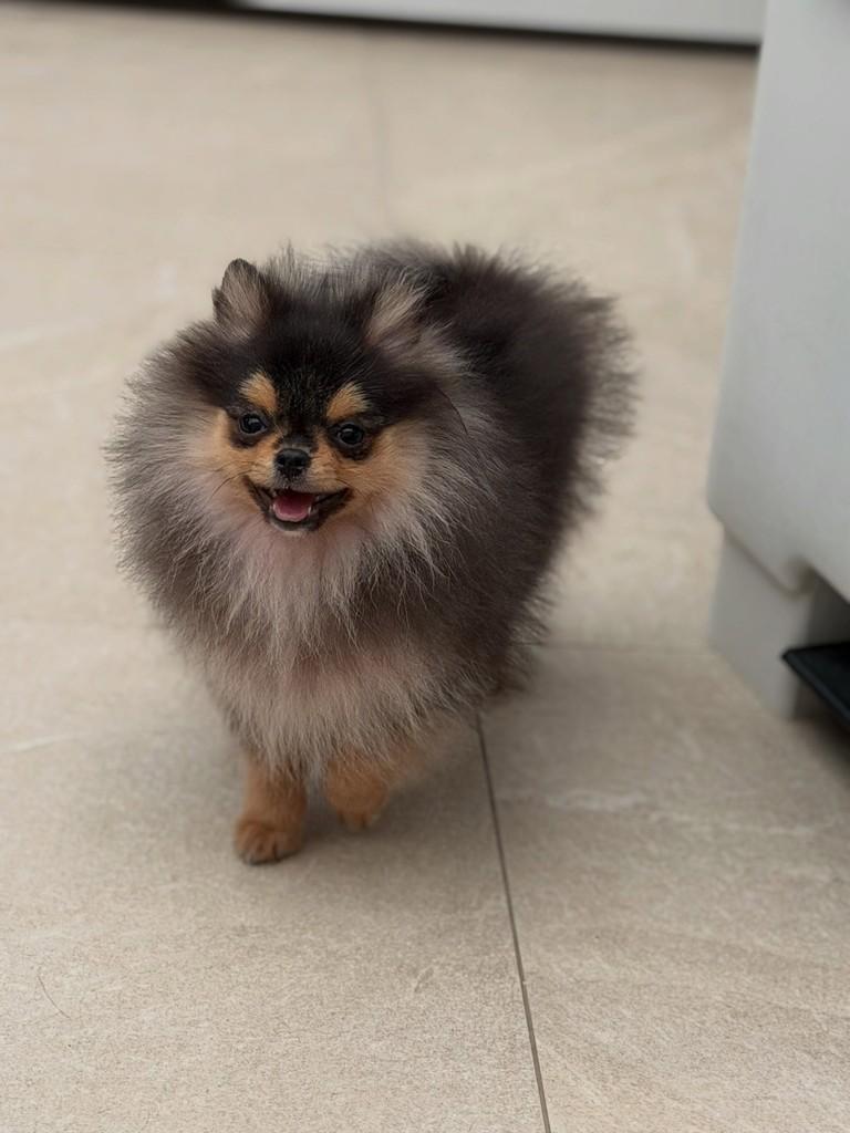 Peterson, cachorro de porte pequeno para adoção em São Paulo - SP — foto 4 de 13