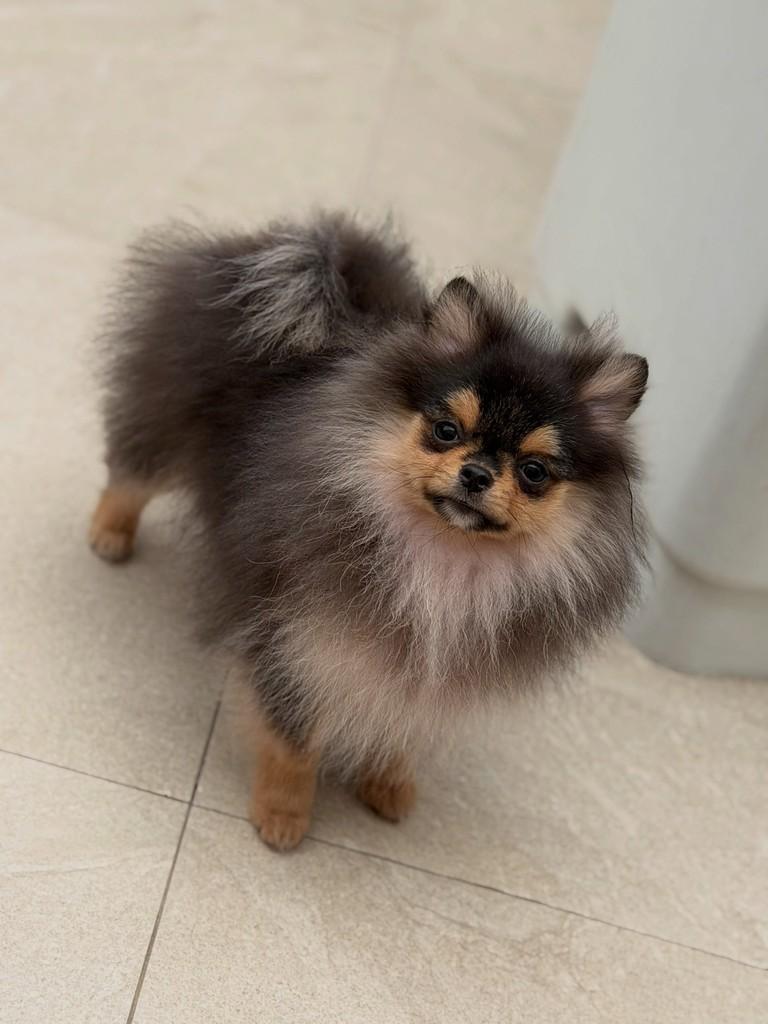 Peterson, cachorro de porte pequeno para adoção em São Paulo - SP — foto 5 de 13