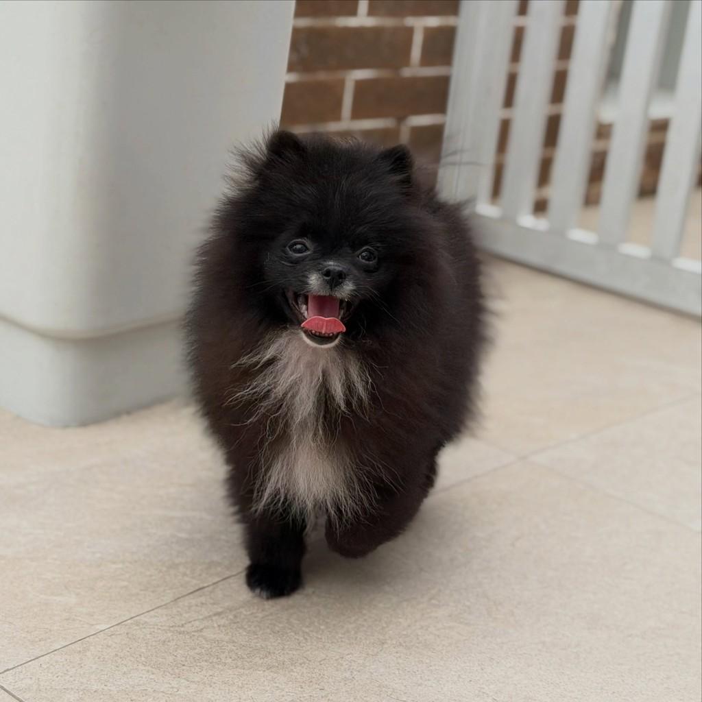Pedro, cachorro de porte pequeno para adoção em São Paulo - SP