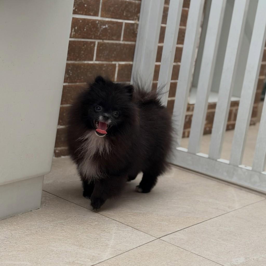 Pedro, cachorro de porte pequeno para adoção em São Paulo - SP — foto 2 de 7