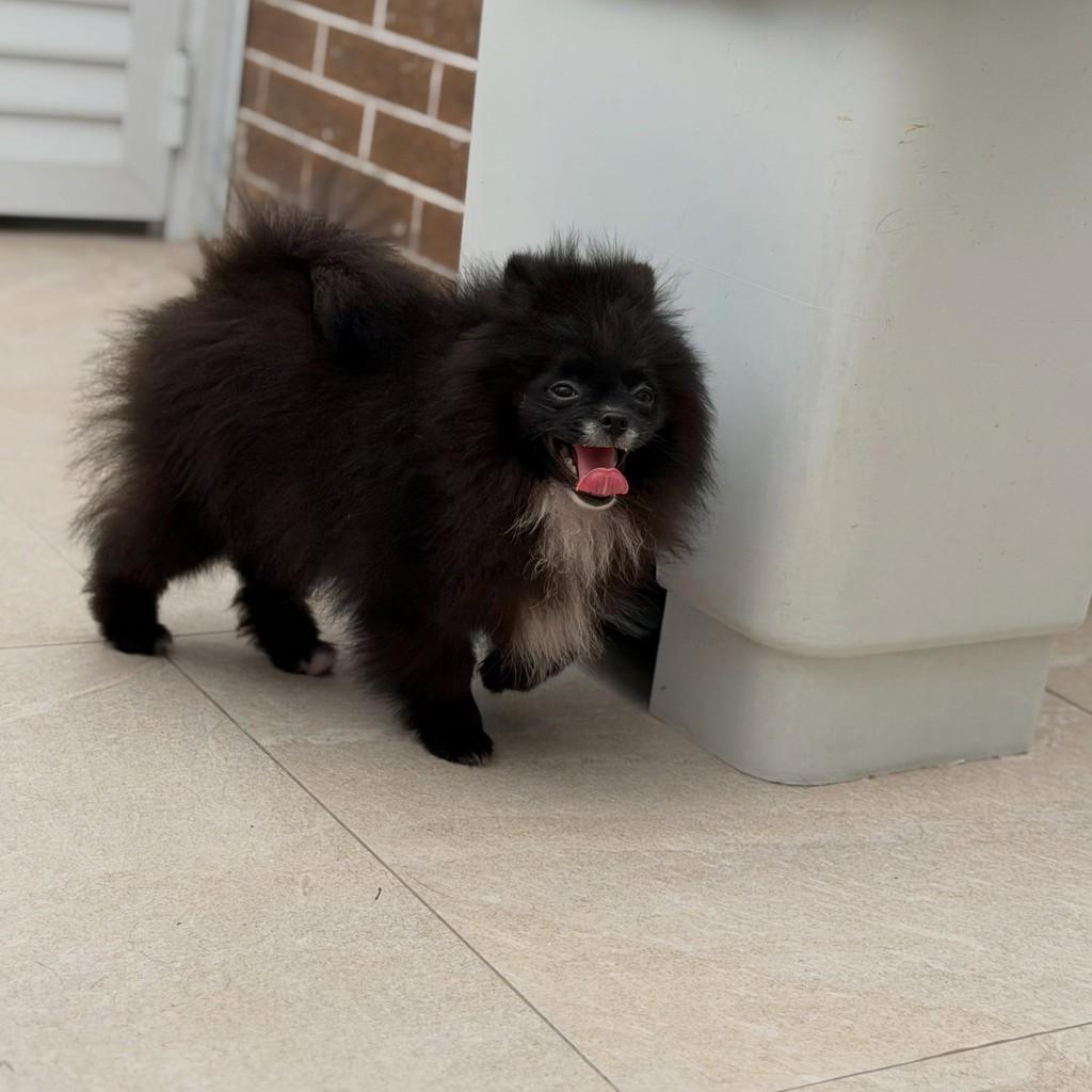 Pedro, cachorro de porte pequeno para adoção em São Paulo - SP — foto 3 de 7