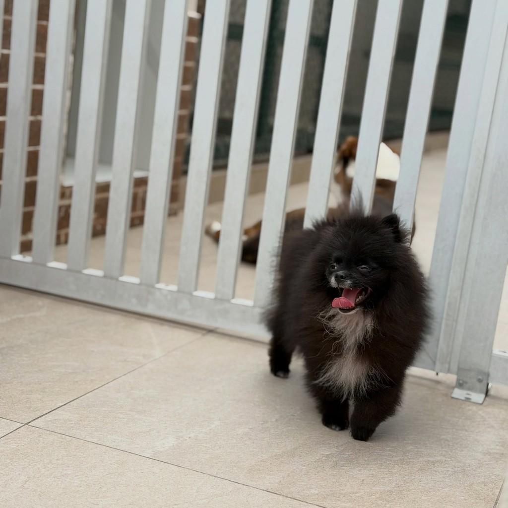 Pedro, cachorro de porte pequeno para adoção em São Paulo - SP — foto 4 de 7