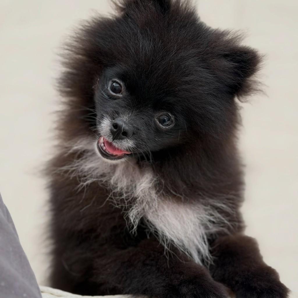 Pedro, cachorro de porte pequeno para adoção em São Paulo - SP — foto 5 de 7