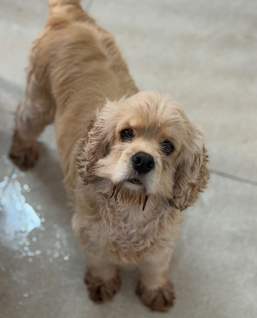 Lorenzo, cachorro de porte pequeno para adoção em São Paulo - SP