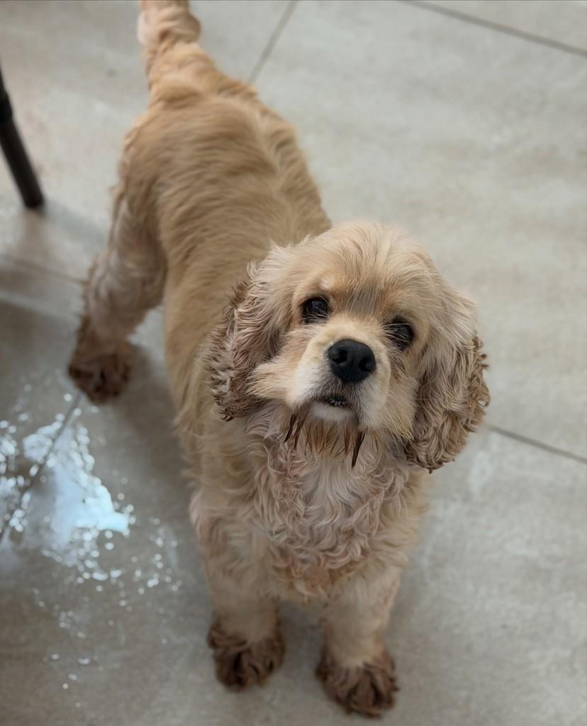 Lorenzo, cachorro de porte pequeno para adoção em São Paulo - SP — foto 2 de 3