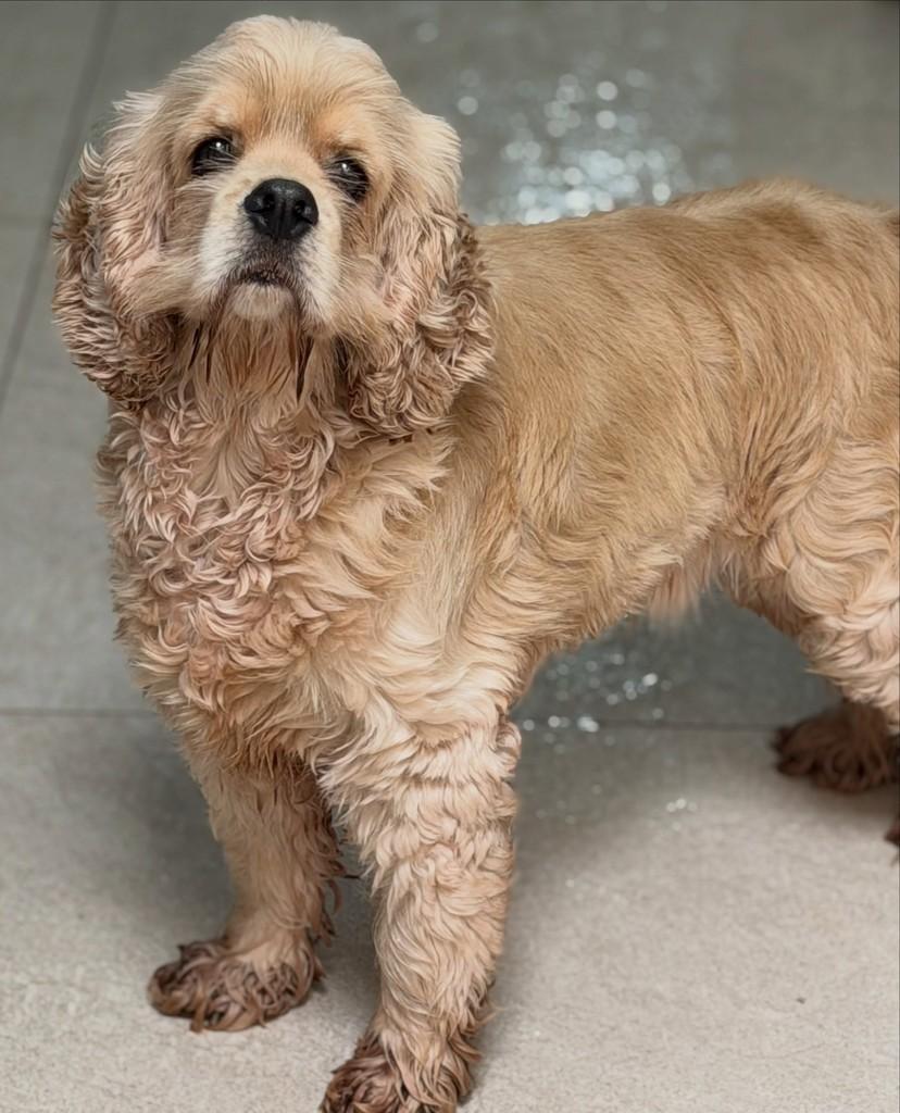 Lorenzo, cachorro de porte pequeno para adoção em São Paulo - SP — foto 3 de 3