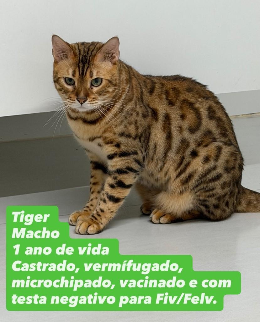 Tiger, gato de porte médio para adoção em São Paulo - SP