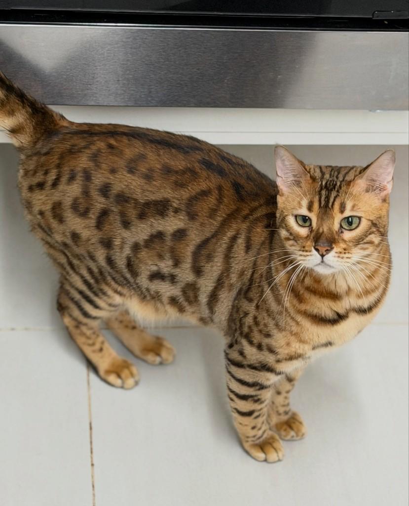 Tiger, gato de porte médio para adoção em São Paulo - SP — foto 2 de 11
