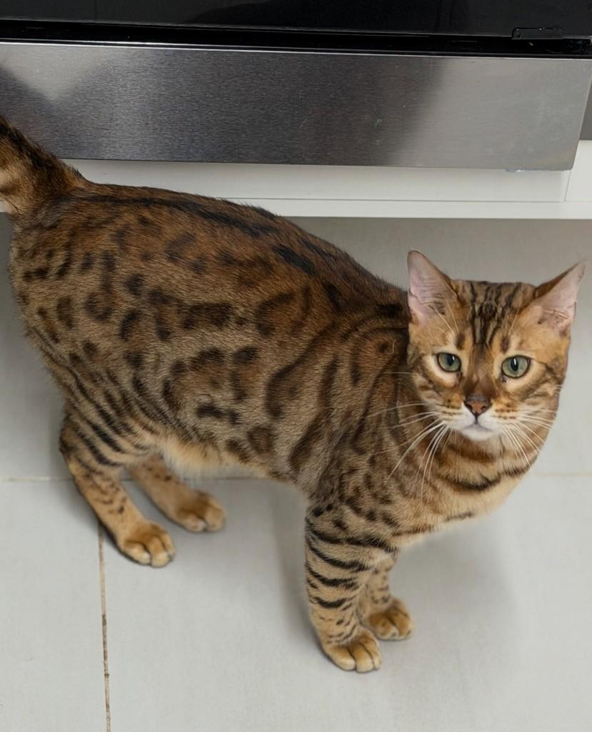 Tiger, gato de porte médio para adoção em São Paulo - SP — foto 3 de 11