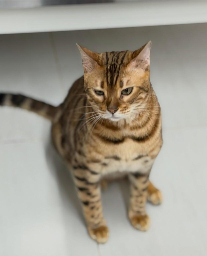 Tiger, gato de porte médio para adoção em São Paulo - SP — foto 4 de 11