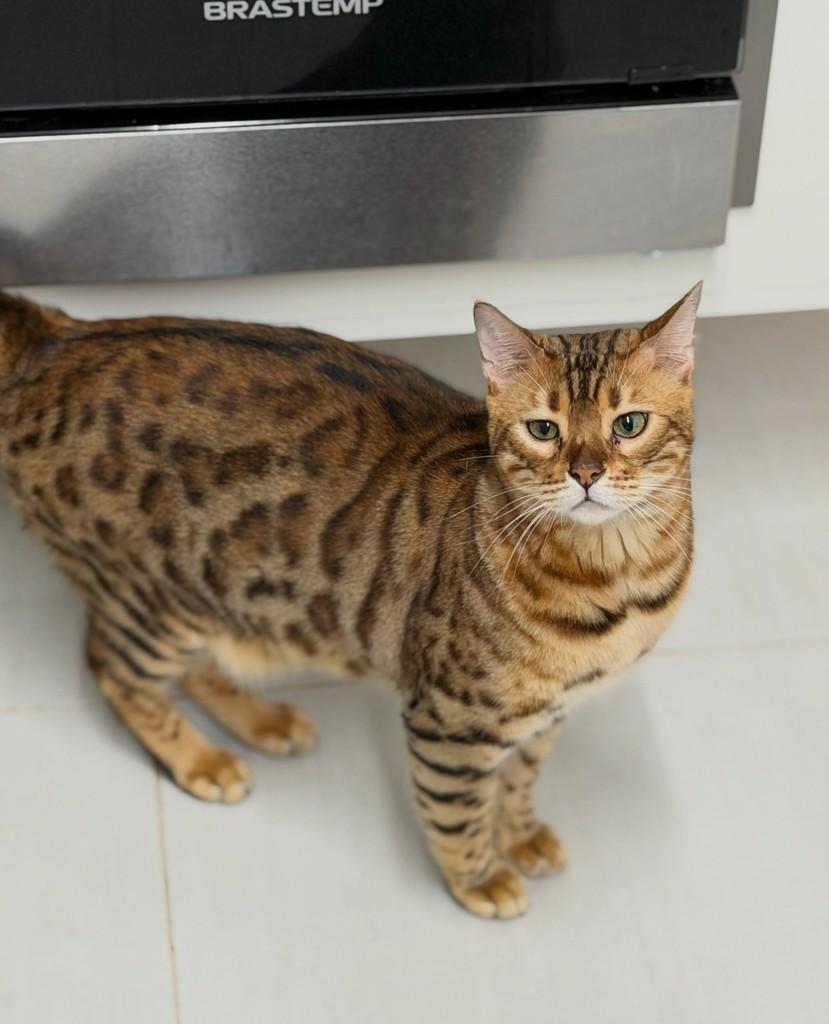 Tiger, gato de porte médio para adoção em São Paulo - SP — foto 5 de 11