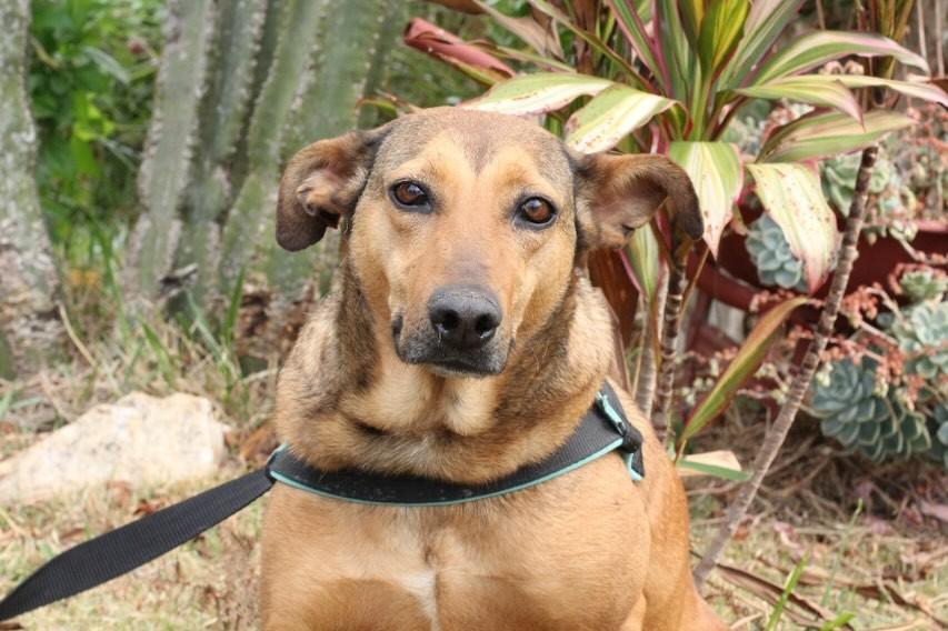 Flor Madá, cachorro de porte médio para adoção em Poços de Caldas - MG