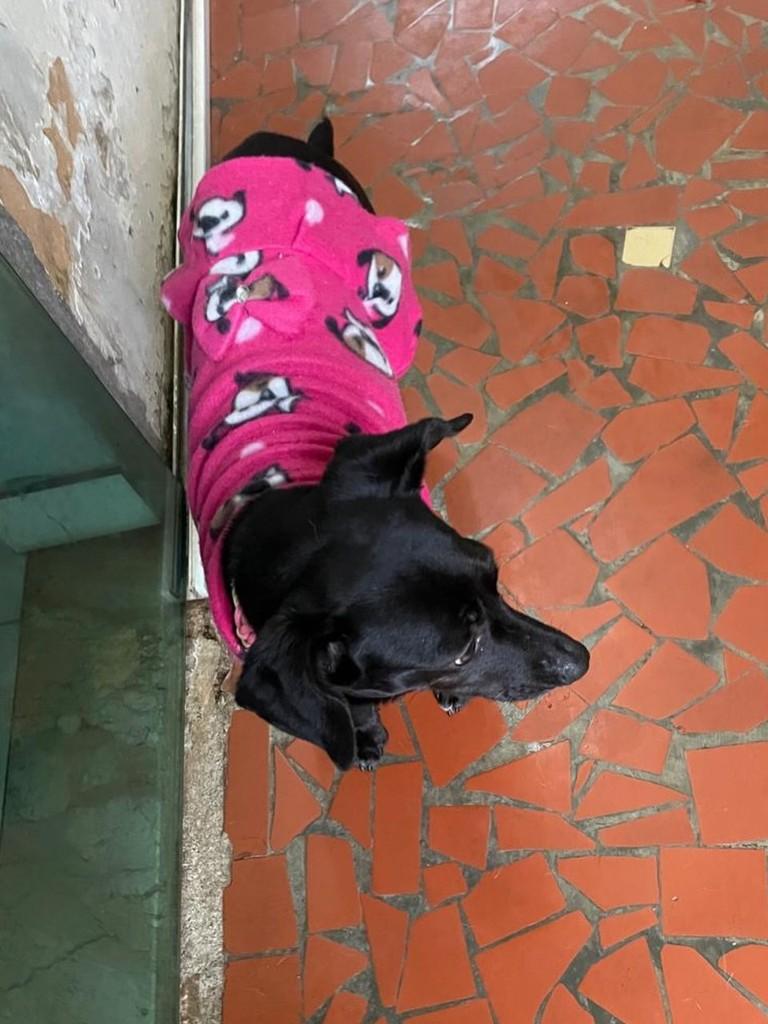 Pretinha, cachorro de porte pequeno para adoção em Poços de Caldas - MG